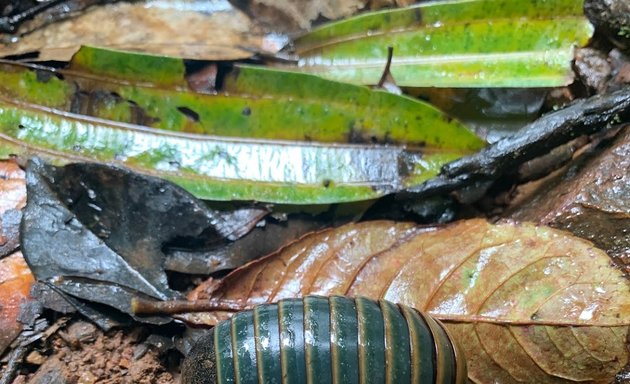 Photo of Kālinga Centre for Rainforest Ecology