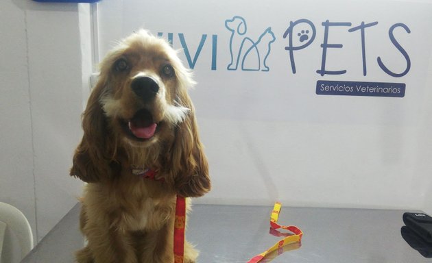 Foto de Vivi Pets Servicios Veterinarios