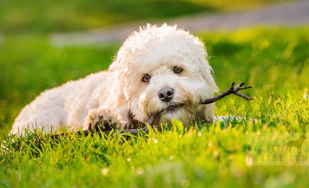 Photo of NYC Pet Photography