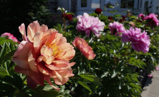 Photo of Prairie Peonies Display Garden