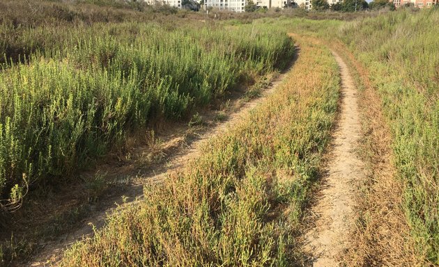 Photo of Ballona Freshwater Marsh