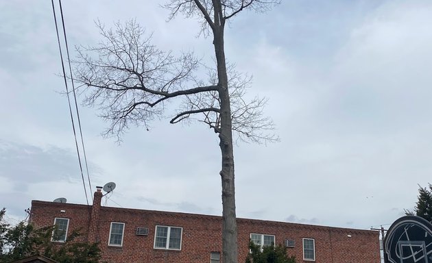 Photo of Victory's tree services inc