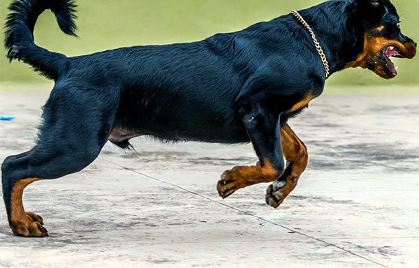Photo of Anand K9 Training Centre
