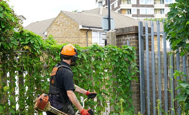 Photo of TCM Knotweed Removal Cardiff