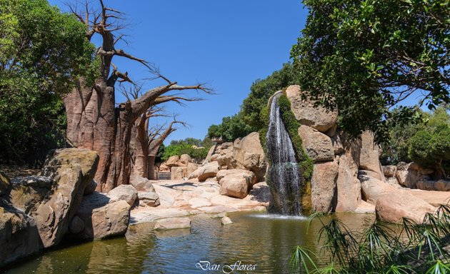 Foto de Bosque de baobabs.