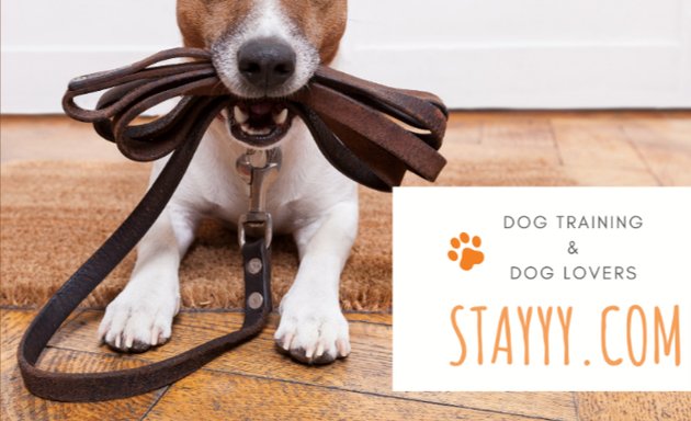 Photo of Chicago Dog Trainer - Stayyy.com