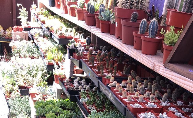 Photo of Rusty Gate Succulents