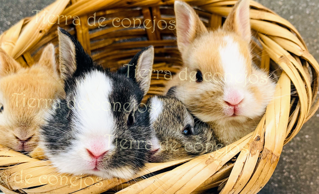 Foto de Tierra de conejos