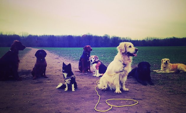 Foto von Hundeschule Patzker & Hundeauslauf Service