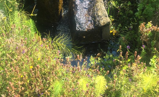 Photo of Wild SF Gardening