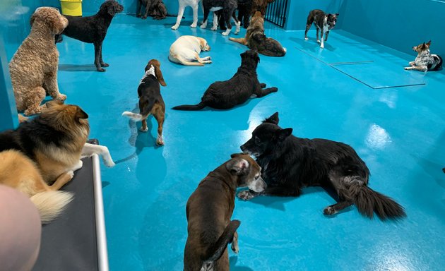 Photo of Posh Pooch Hotel and Daycare