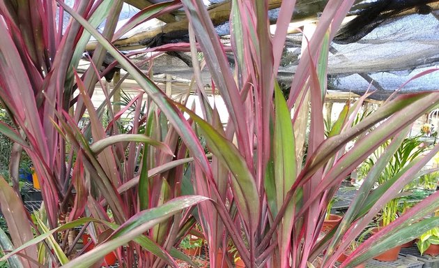 Foto de Vivero las dracenas