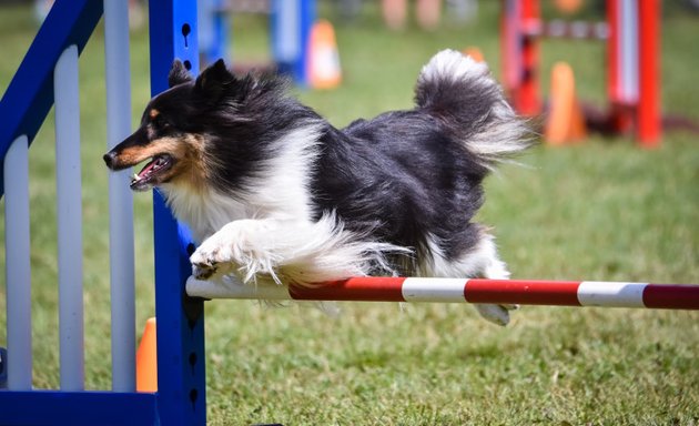 Photo of Rickfield Farm Agility Club