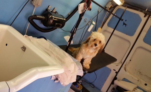 Photo of Dogsboddies York's number 1 mobile dog wash