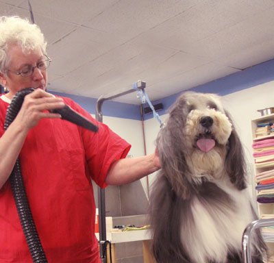 Photo of Brushcuts Professional Pet Grooming