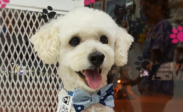 Foto de Peluquería Canina Mimos