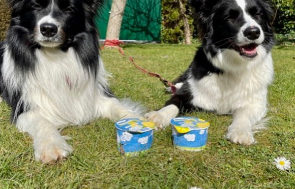 Foto von Cold & Dog Frozen Joghurt für Hunde