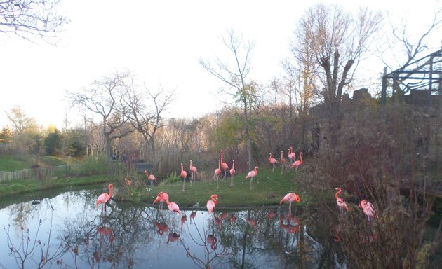 Photo of Flamingo Exhibit