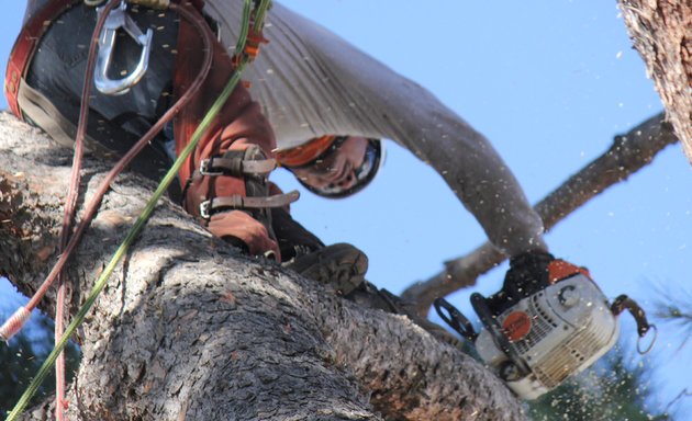 Photo of Kings Tree Service