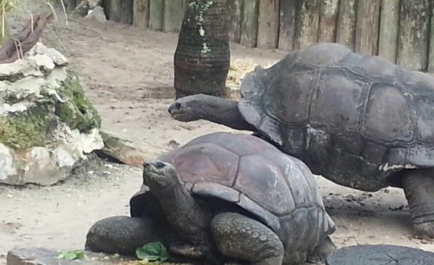 Photo of Tortoise Habitat