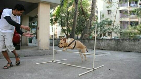 Photo of Dog Training Mumbai - Saket Gokhale