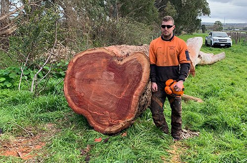 Photo of Bradleys Tree & Stump Removal