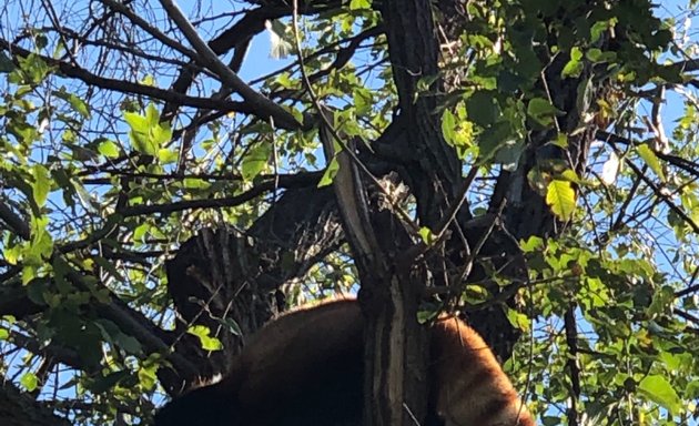 Photo of Red Panda Exhibit