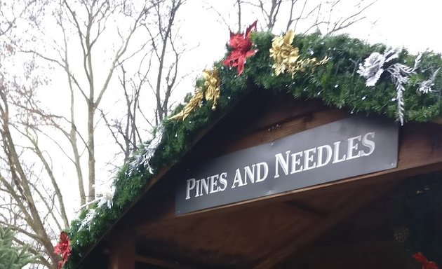 Photo of Pines and Needles