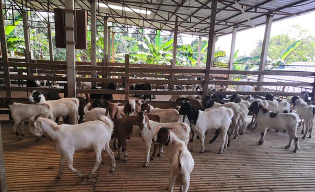 Photo of Golden Star Farm Sdn Bhd