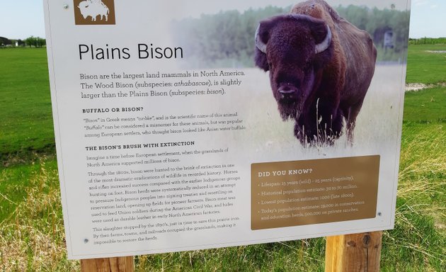 Photo of FortWhyte Alive Bison Lookout