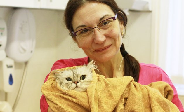 Photo of Cat Grooming School, London UK