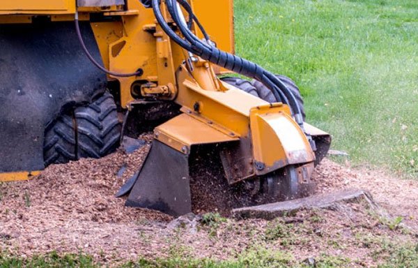 Photo of Warrington Tree & Stump Removals/warrington Tree Surgeon