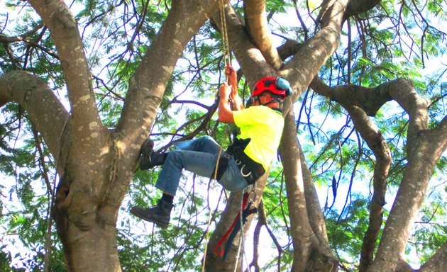 Photo of Tree Lopper Brisbane