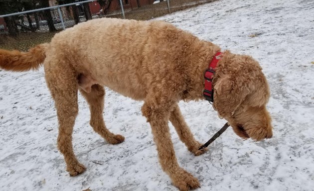 Photo of Wolfred-Nelson dog park