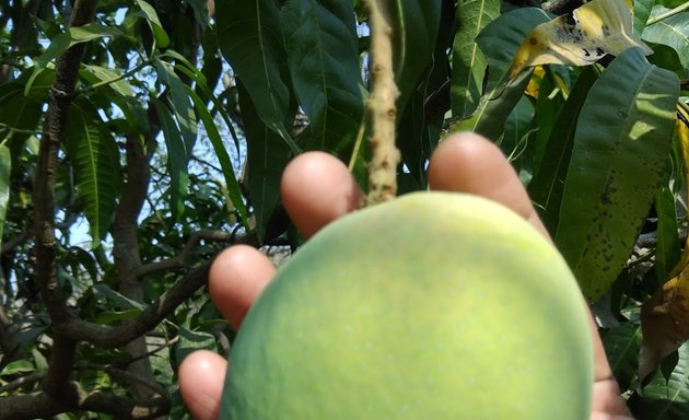 Photo of Mangoes online Mumbai