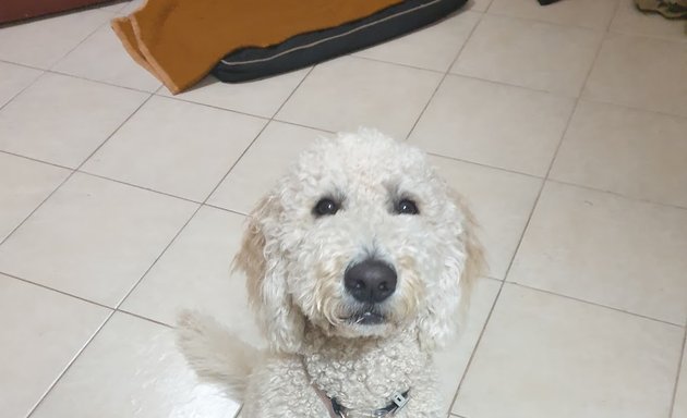 Photo of Chloe's Labradoodles