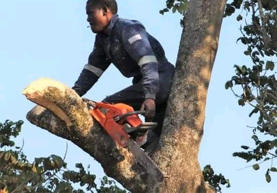 Photo of Intym Tree Felling and Garden Services