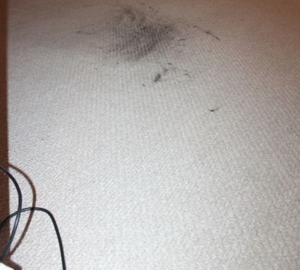 Photo of Windy City Carpet Cleaning