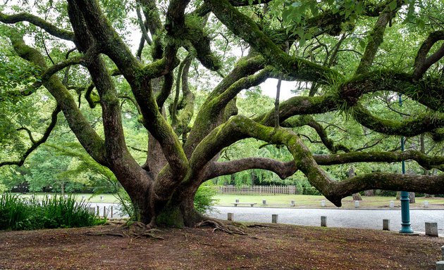 Photo of Arbor Help