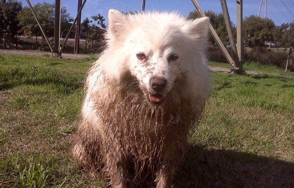 Photo of Kelly's Training & Doggie Daycare