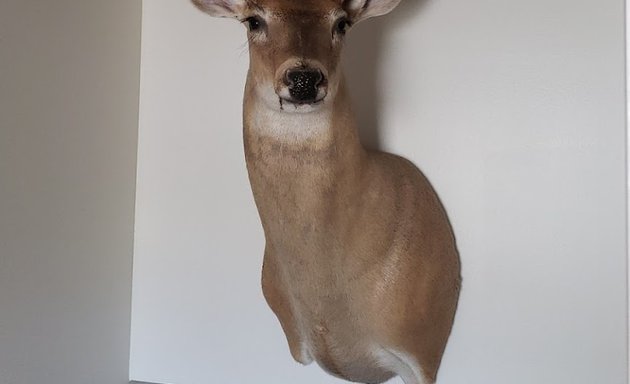 Photo of Blum Taxidermy