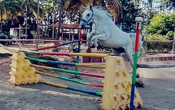 Photo of Bangalore Horse Riding School