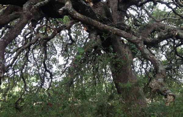 Photo of Arboretum Tree Services