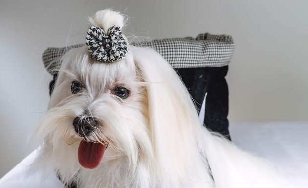 Foto de Peluquería Canina KRISTYLCAN