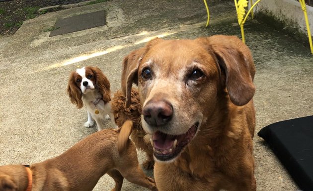 Photo of Frank’s Doggy Daycare