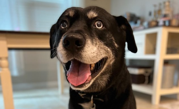 Photo of Black lab electric