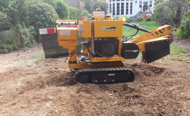 Photo of Stump removal - Stumped