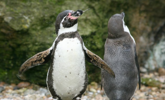 Photo of Sea Lion Bay