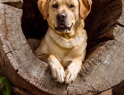 Photo of California Labradors, Retrievers & More Rescue