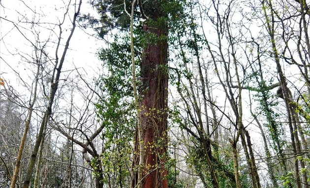 Photo of Padmall Wood